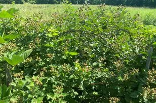 628 Ravens Creek Ln, Cynthiana, KY 41031 - Photo 38