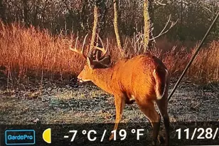 21 James St, Williamstown, KY 41097 - Photo 34