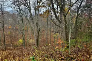 530 Rankin Mill Rd, Falmouth, KY 41040 - Photo 42
