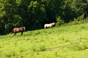 250 Boltz Lake Rd, Dry Ridge, KY 41035 - Photo 36