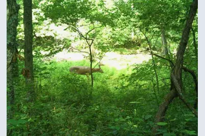 218 Acres Wilson Lane, Glencoe, KY 41046 - Photo 10