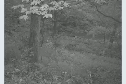 218 Acres Wilson Lane, Glencoe, KY 41046 - Photo 12