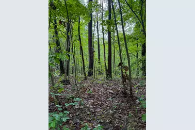 0 Thorp Ridge Road, Vanceburg, KY 41179 - Photo 6