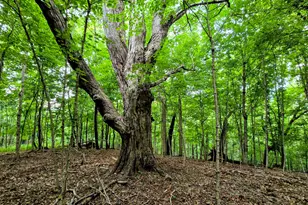 0 Hwy 184, Sparta, KY 41086 - Photo 1