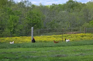 3140 Crooked Creek Rd, Berry, KY 41003 - Photo 36
