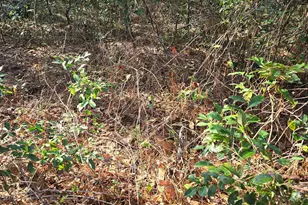 Lot 7 &amp 8 Popular St, Cayce, SC 29033 - Photo 4