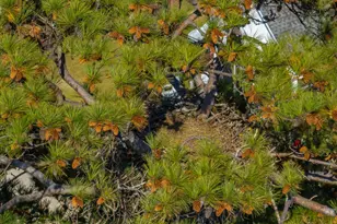 120 Magnolia Key Dr, Chapin, SC 29036 - Photo 52