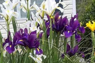 1017 Aderley Oak Dr, Irmo, SC 29063 - Photo 44