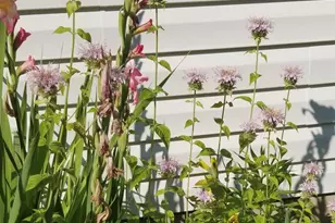 1017 Aderley Oak Dr, Irmo, SC 29063 - Photo 52