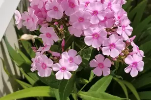 1017 Aderley Oak Dr, Irmo, SC 29063 - Photo 50