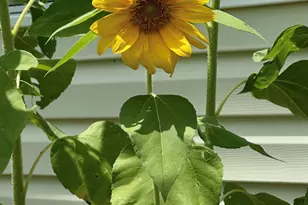 1017 Aderley Oak Dr, Irmo, SC 29063 - Photo 46