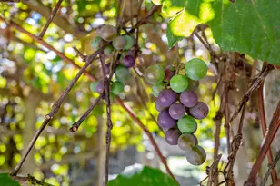 426 Old Post Rd, Barnstable, MA 02635 - Photo 24