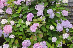 104 Wayside Dr, Brewster, MA 02631 - Photo 56