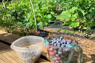 337 Jonathans Way, Brewster, MA 02631 - Photo 54