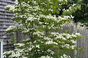 13 Allen St, Harwich, MA 02645 - Photo 24