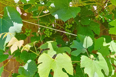 243 Crowell Road, Chatham, MA 02633 - Photo 40