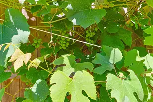 243 Crowell Rd, Chatham, MA 02633 - Photo 40