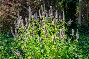 20 Freedom Trail, Orleans, MA 02653 - Photo 52