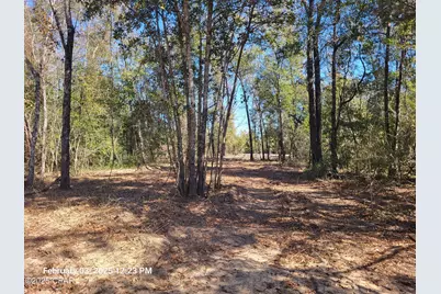 00 Tommy Tucker Road #Lot 4, Altha, FL 32421 - Photo 2
