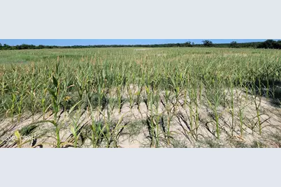 Lot 4 Bradley Road, Westville, FL 32464 - Photo 6