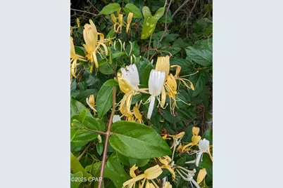 7031 Hamilton Road, Grand Ridge, FL 32442 - Photo 40