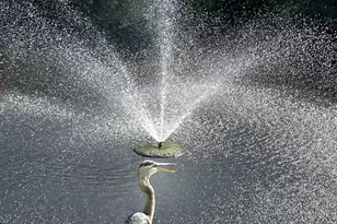 17462 Front Beach, Panama City Beach, FL 32413 - Photo 48