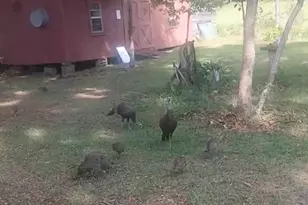 1371 Deadening Rd, Chipley, FL 32428 - Photo 78