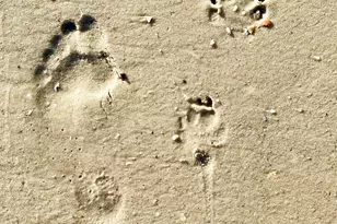 320 Moonrise Ave, Port Saint Joe, FL 32456 - Photo 44