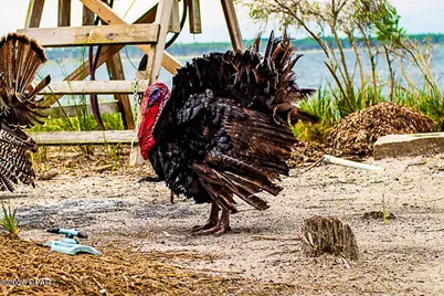 2049 State Road 30A #20, Port Saint Joe, FL 32456 - Photo 18