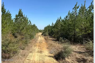 Tract#6416 S Douglas Ferry Road, Caryville, FL 32427 - Photo 6