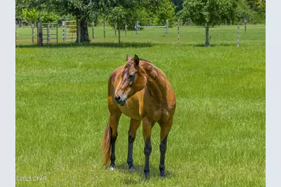 13935 Blue Springs Road, Youngstown, FL 32466 - Photo 118