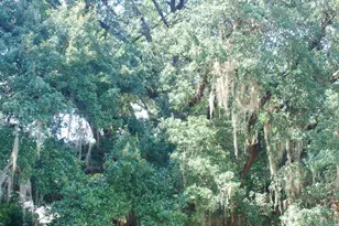 2945 Park St, Marianna, FL 32446 - Photo 30