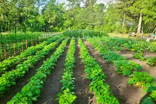 3130 Magnolia Dr, Chipley, FL 32428 - Photo 72