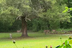 1955 N Hwy 181, Westville, FL 32464 - Photo 60