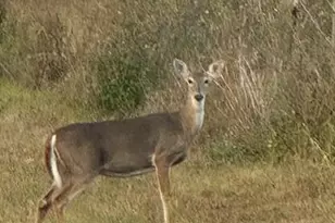 14927 NW Red Oak, Altha, FL 32421 - Photo 28