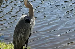 17462 Front Beach Rd, Panama City Beach, FL 32413 - Photo 60