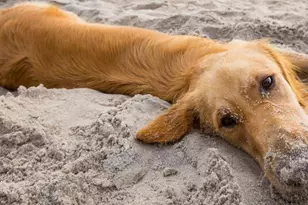 273 Watermark Wy, Port Saint Joe, FL 32456 - Photo 46