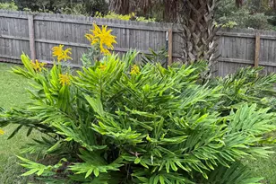 4291 6th Ave, Marianna, FL 32446 - Photo 48