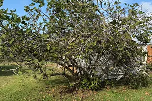 4291 6th Ave, Marianna, FL 32446 - Photo 46