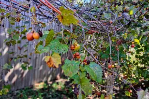 2056 Sunny Hills Blvd, Chipley, FL 32428 - Photo 22