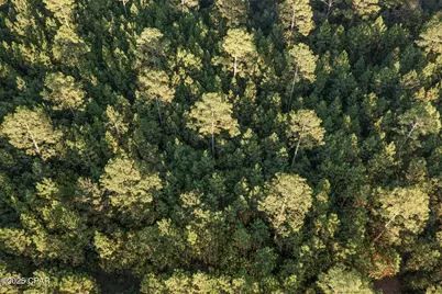 Xxx Parrish Still Road, Vernon, FL 32462 - Photo 4