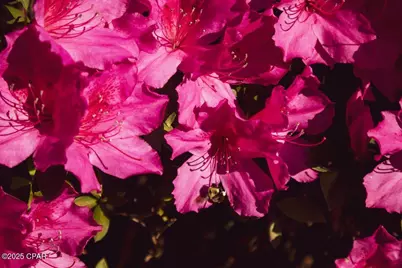 6641 Cedar Street, Wewahitchka, FL 32465 - Photo 28