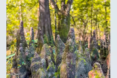 16540 NW County Road 379A, Bristol, FL 32321 - Photo 40