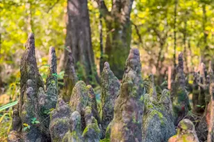 16540 NW County Road 379A, Bristol, FL 32321 - Photo 40