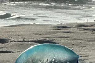 959 Camp Fire Cir, Panama City Beach, FL 32413 - Photo 44