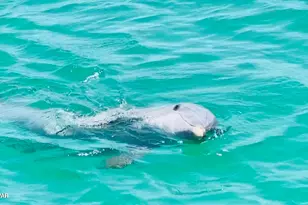 8390 Jollymon Wy, Panama City Beach, FL 32413 - Photo 58