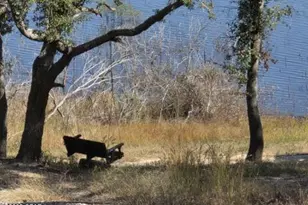 3457 Quail Ridge Dr, Chipley, FL 32428 - Photo 4