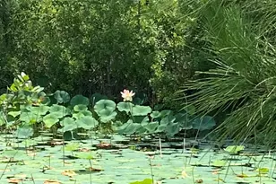 140 Elm Way, Panama City, FL 32404 - Photo 48