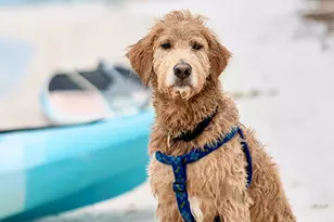 9106 W Hwy 98, Port Saint Joe, FL 32456 - Photo 52