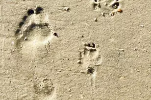 205 Windmark Way, Port Saint Joe, FL 32456 - Photo 18